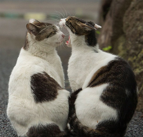 gatos-de-toquio-bem-legaus-2