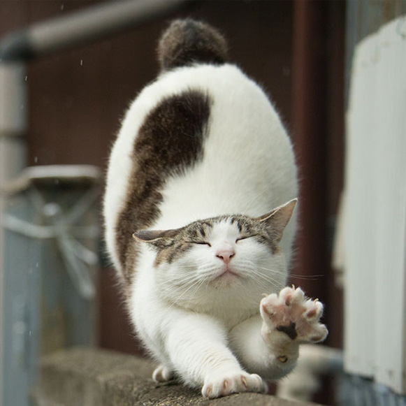 gatos-de-toquio-bem-legaus-5